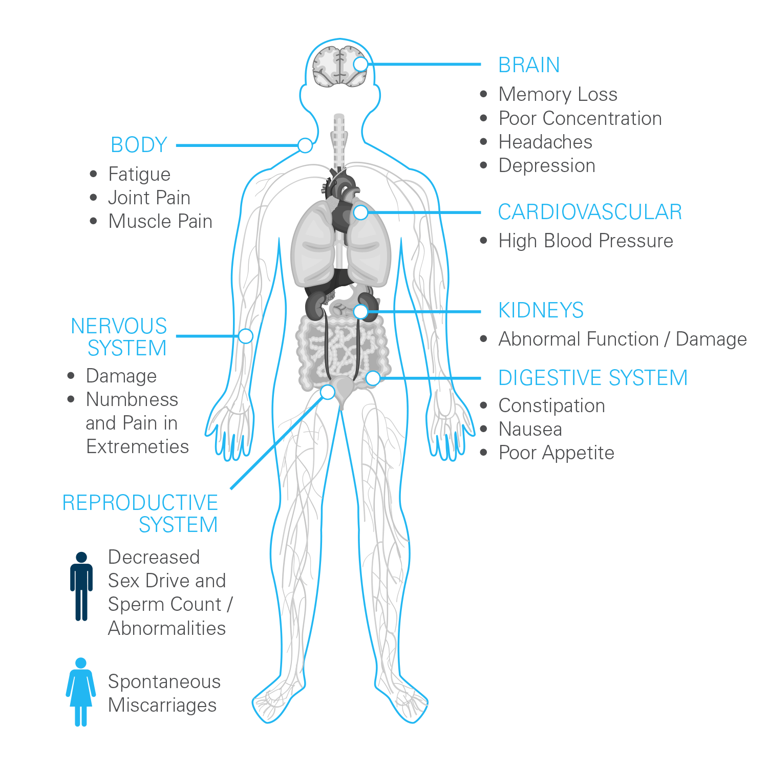 pioneer system how lead affects adult human body diagram